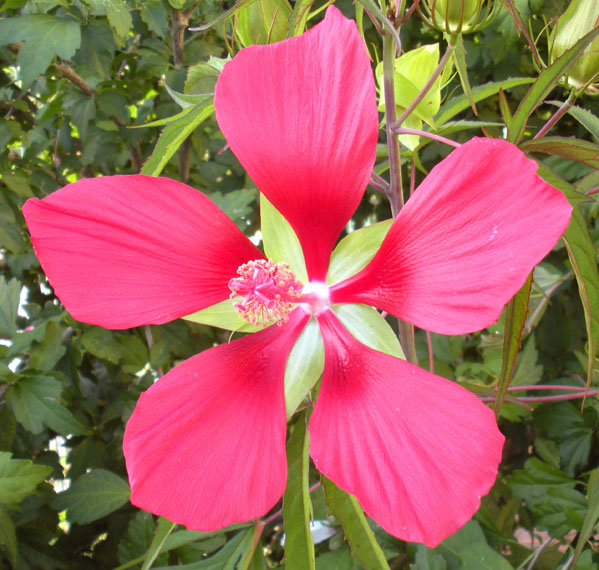 tropische hibiscus